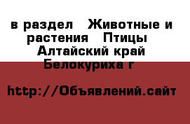  в раздел : Животные и растения » Птицы . Алтайский край,Белокуриха г.
